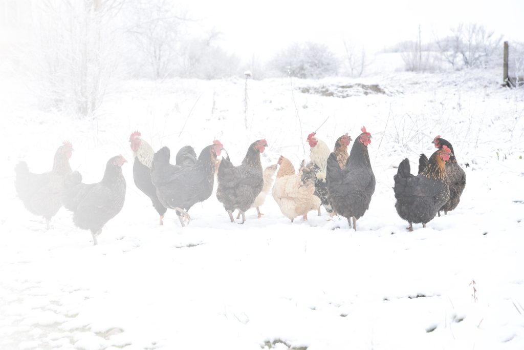 Livestock-Shelters-BG